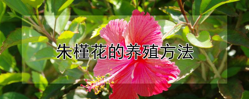 朱槿花的养殖方法（朱槿花的养殖方法和注意事项）