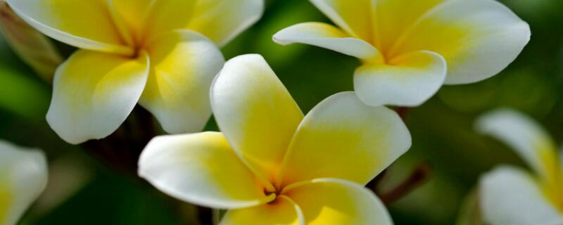 鸡蛋花掉叶子怎么回事 鸡蛋花树叶子都掉了