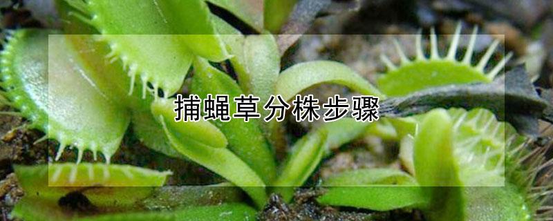 捕蝇草分株步骤(捕蝇草如何分株)
