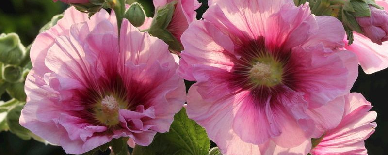 蜀葵播种到开花多久（蜀葵播种当年开花吗）