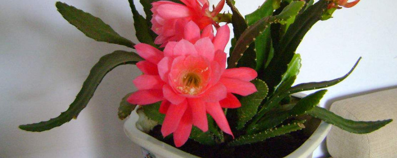 怎么让令箭荷花长得快(怎样才能让令箭荷花开出更多的花)