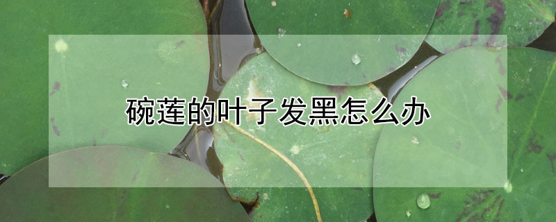 碗莲的叶子发黑怎么办 碗莲叶子发黑怎么回事