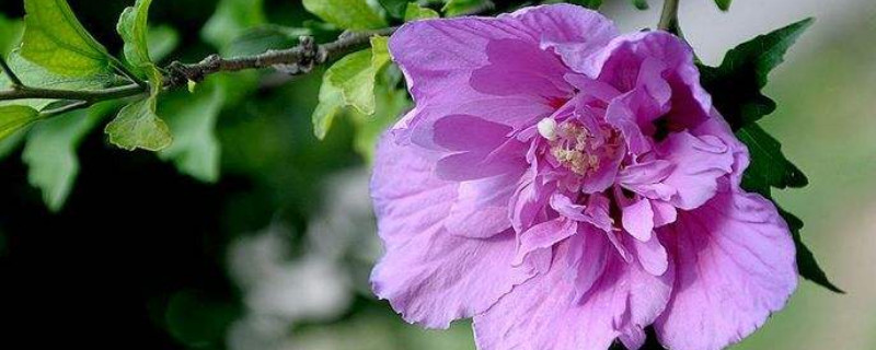 木槿掉花苞怎么处理 木槿掉花蕾怎么办