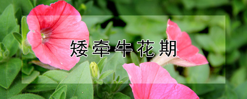 矮牵牛花期（矮牵牛花期多长）