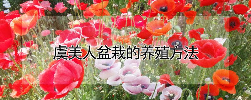 虞美人盆栽的养殖方法（虞美人可以盆栽吗）