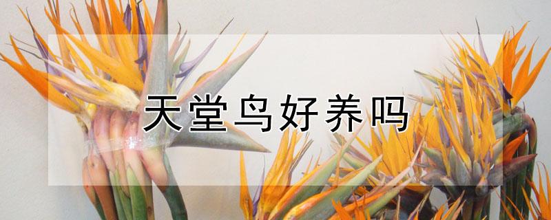 天堂鸟好养吗 天堂鸟好养吗北方