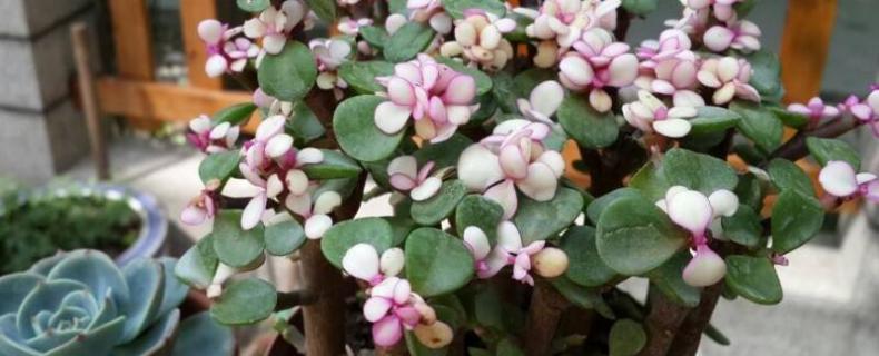 金枝玉叶怎么保持粉色 金枝玉叶叶子如何变粉色