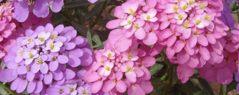 蜂室花种子的种植方法(蜂室花种子的种植方法和注意事项)