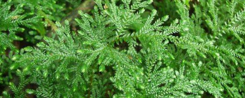 卷柏盆景怎么修剪 卷柏怎样修剪