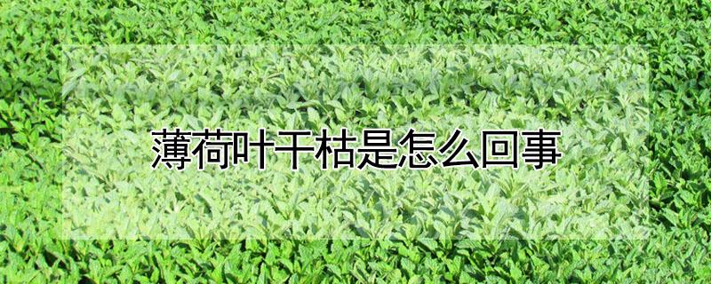 薄荷叶干枯是怎么回事 薄荷叶子干枯