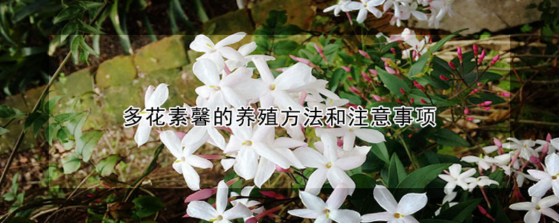 多花素馨的养殖方法和注意事项 地栽多花素馨的养殖方法和注意事项