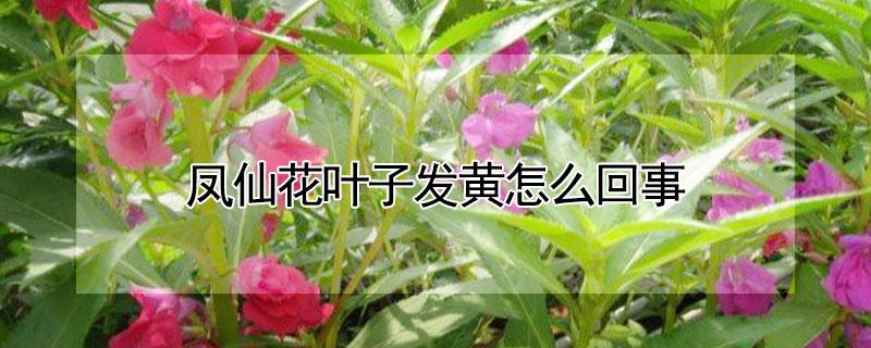 凤仙花叶子发黄怎么回事（凤仙花叶子发黄怎么办）