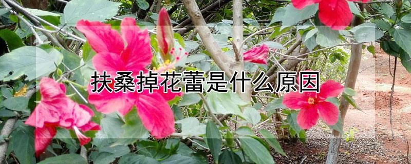 扶桑掉花蕾是什么原因 扶桑花为什么花苞脱落