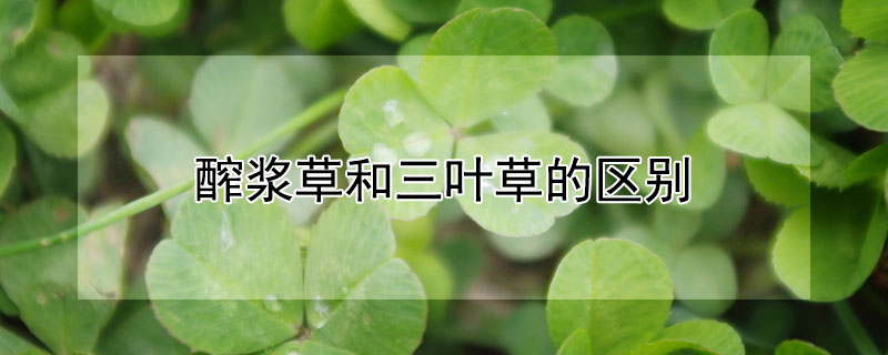醡浆草和三叶草的区别(三叶草是醡浆草吗)