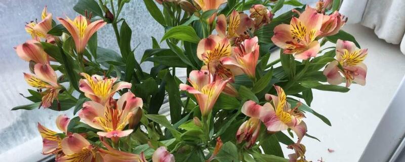 六出花繁殖方法（六出花能结种子吗）