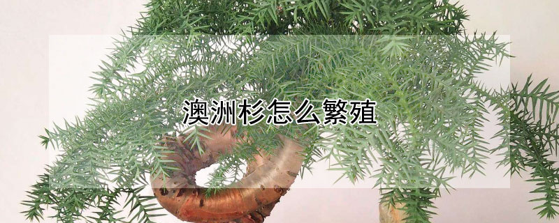 澳洲杉怎么繁殖 澳洲杉怎么繁殖视频