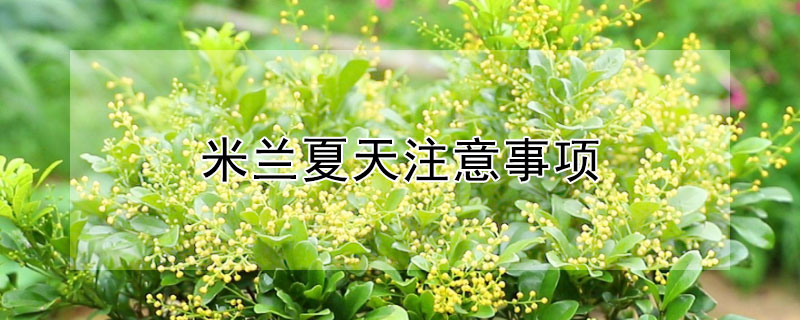 米兰夏天注意事项 米兰花夏季需要遮阴嘛