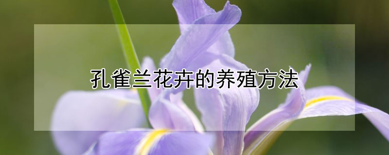 孔雀兰花卉的养殖方法 盆栽植物孔雀兰怎么养