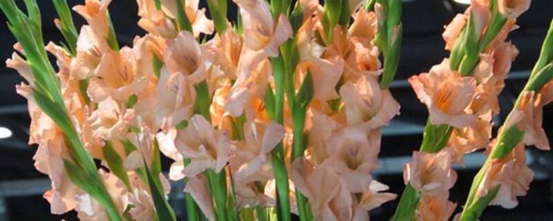 剑兰花小种球怎么养（剑兰花球怎么种植）