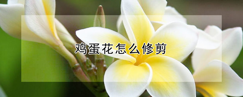 鸡蛋花怎么修剪（鸡蛋花怎么修剪?）