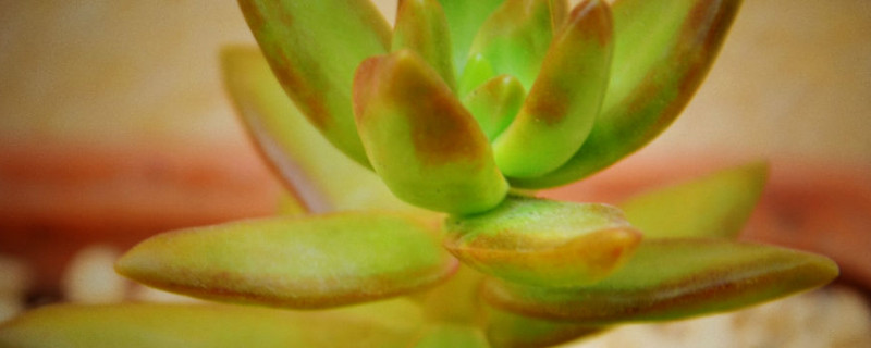 果冻布丁多肉怎么养（果冻布丁多肉好养吗）