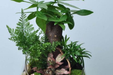 盆栽冬季怎么防冻