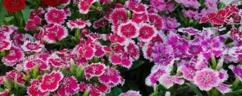 常夏石竹怎么修剪 夏石竹开花修剪越开越多