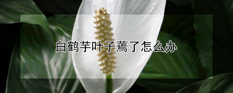 白鹤芋叶子蔫了怎么办（白鹤芋叶子为什么蔫了）