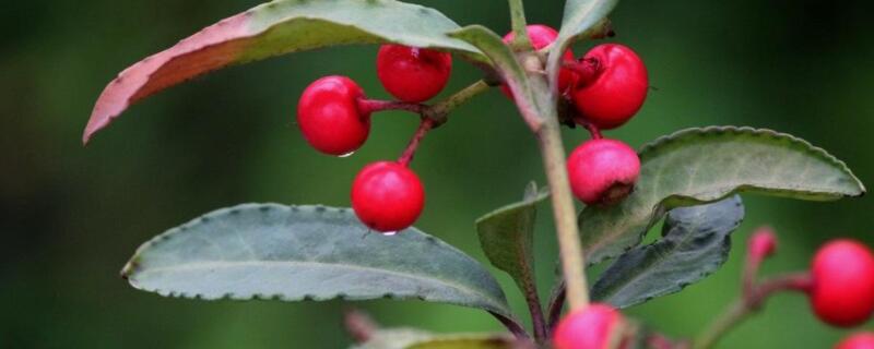 朱砂根为何叶尖枯萎(朱砂根青枯病)