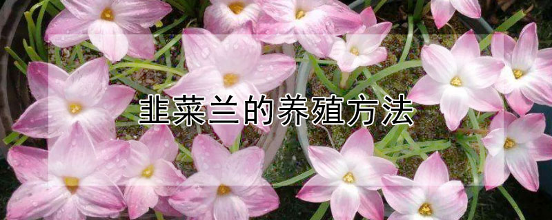 韭菜兰的养殖方法（韭菜兰的养殖方法和注意事项）