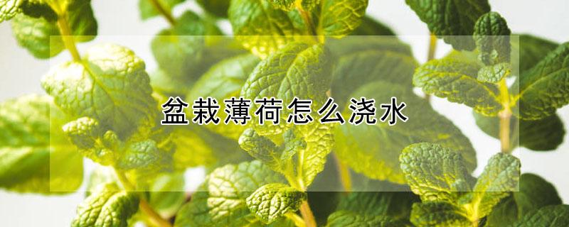 盆栽薄荷怎么浇水 薄荷好养吗?怎样水浇