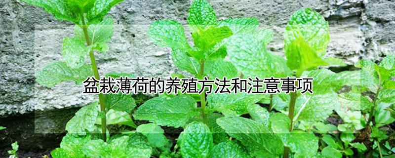 盆栽薄荷的养殖方法和注意事项 薄荷的养殖方法和注意事项养殖日记
