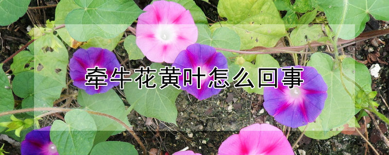 牵牛花黄叶怎么回事(牵牛花叶子有黄斑)