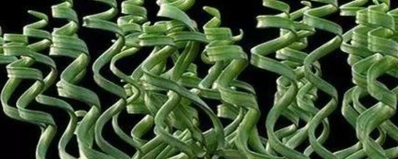 弹簧草怎么浇水 弹簧草可以水培吗