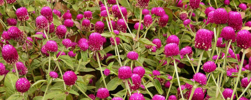 千日红发芽后多久摘心 千日红怎么摘心