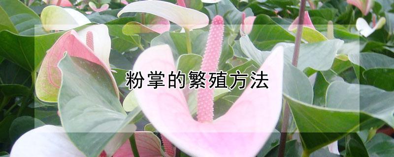 粉掌的繁殖方法(粉掌怎么移栽)