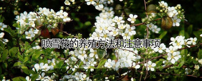喷雪花的养殖方法和注意事项（喷雪花的繁殖方法和注意事项）