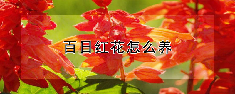 百日红花怎么养 百日红盆栽养殖方法