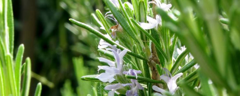 迷迭香养殖方法及注意事项 如何养殖迷迭香