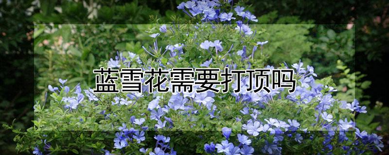 蓝雪花需要打顶吗（蓝雪花何时打顶,花前还是花后）