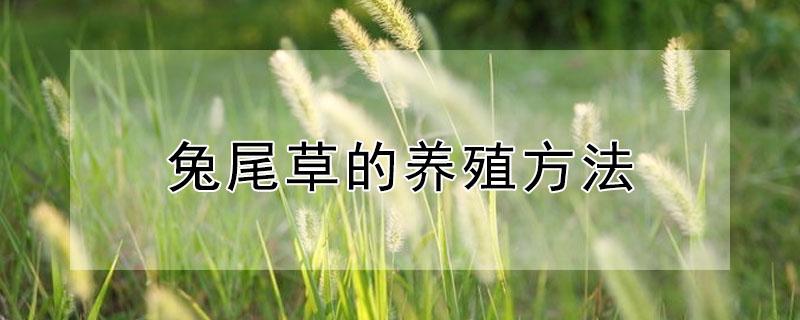 兔尾草的养殖方法 兔尾草的养殖方法种子不发芽