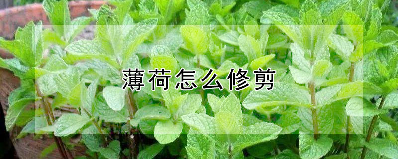 薄荷怎么修剪（薄荷怎么修剪才好看）