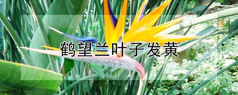 鹤望兰叶子发黄（鹤望兰叶子发黄怎么办）