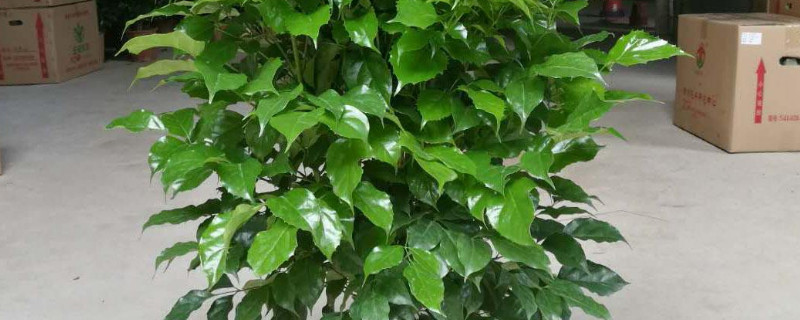 平安树什么时候剪枝（平安树什么时候剪枝合适）