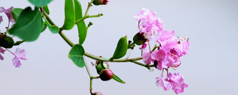紫薇花枝条怎么水培 紫薇的种植方法,浇水