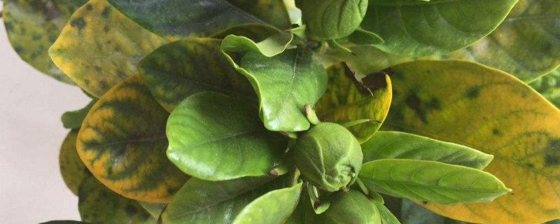 盆栽叶子发黄怎么办 种的盆栽叶子发黄怎么办