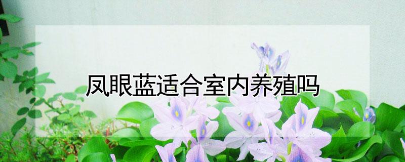 凤眼蓝适合室内养殖吗（凤眼蓝水养还是土养?）