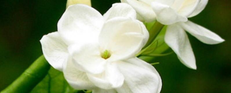 夏天鲜花养护要点（夏季养花注意事项）