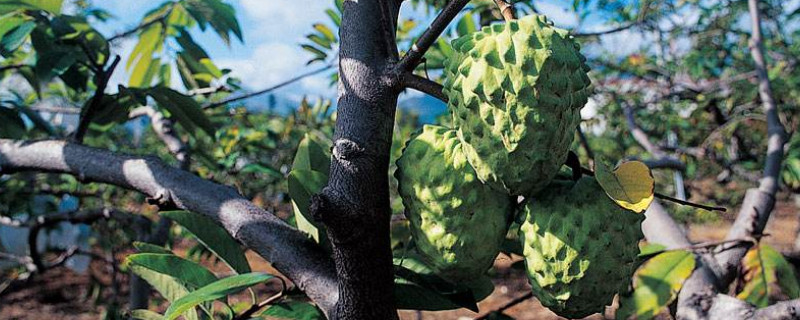 释迦树的种植 释迦树的种植距离