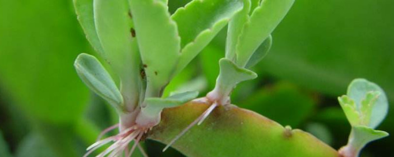 落地生根冬天会冻死吗 落地生根冬天怕冻吗